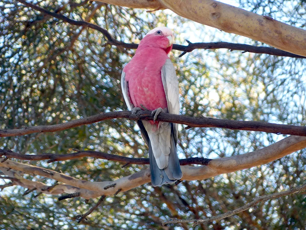 Pink cockatoo Gala