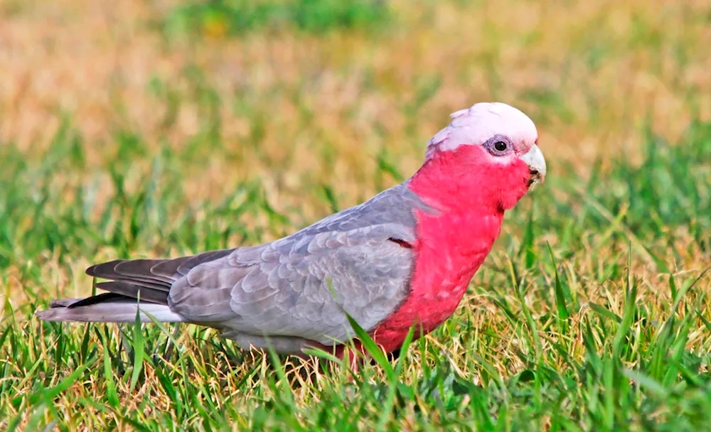 Pink cockatoo Gala