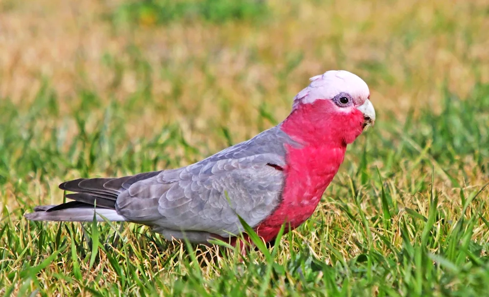 Wave Parrot