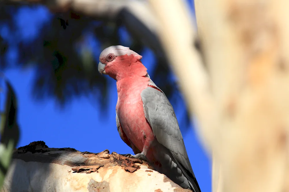 Pink Cockatoo in Australia