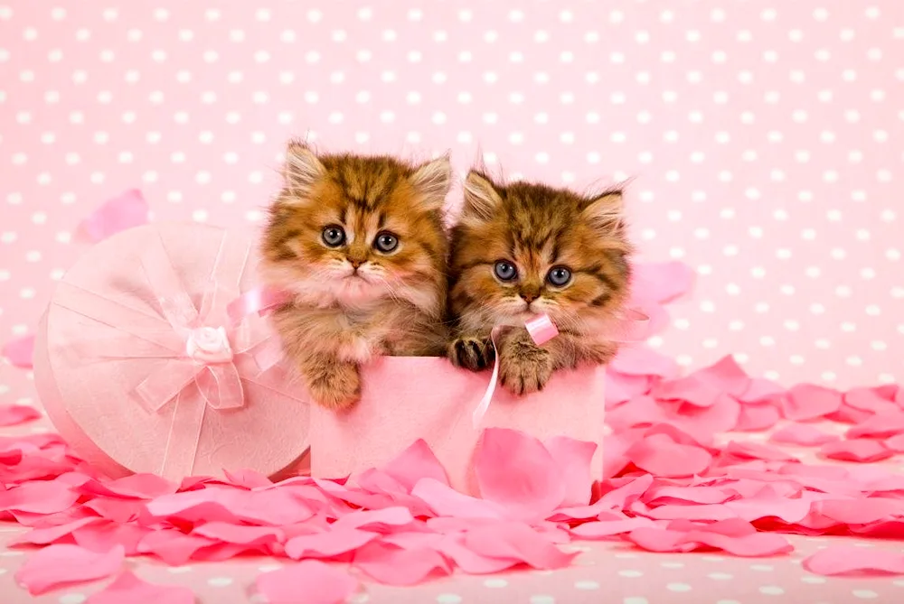 Cute kittens