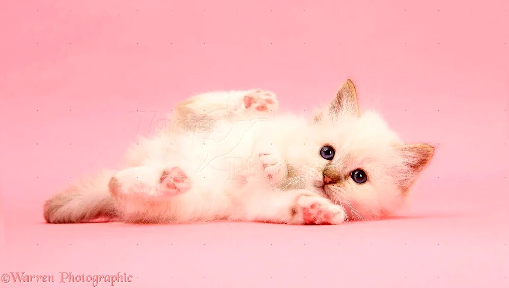 Pink kitten