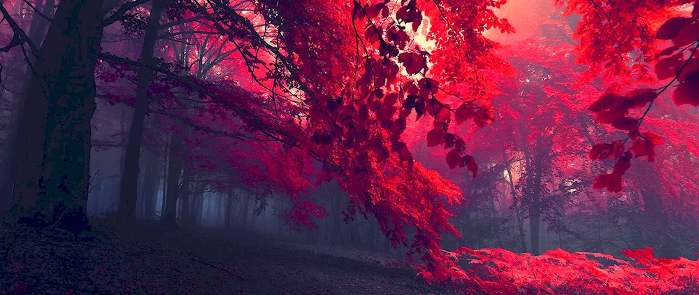 Pink forest