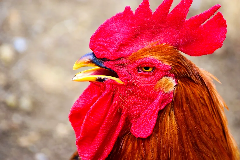 Cockerel