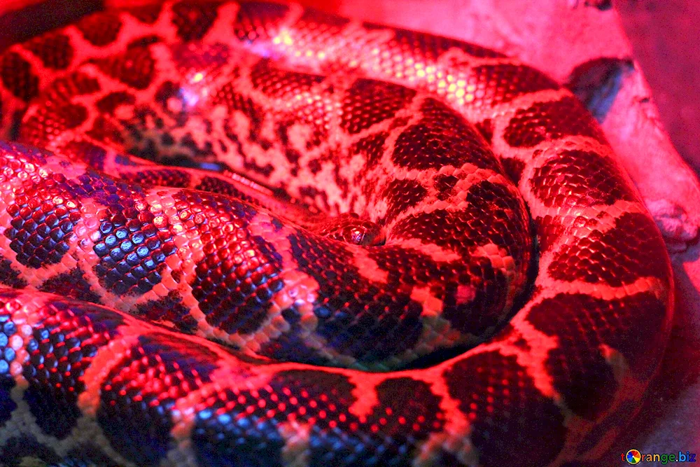 Pink python