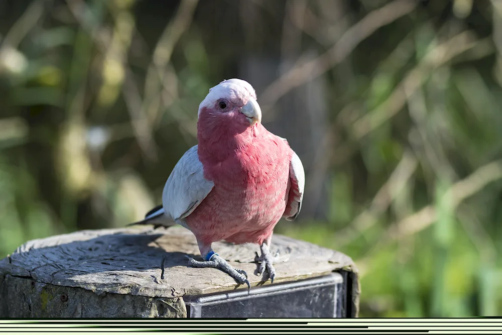 Pink parrot small