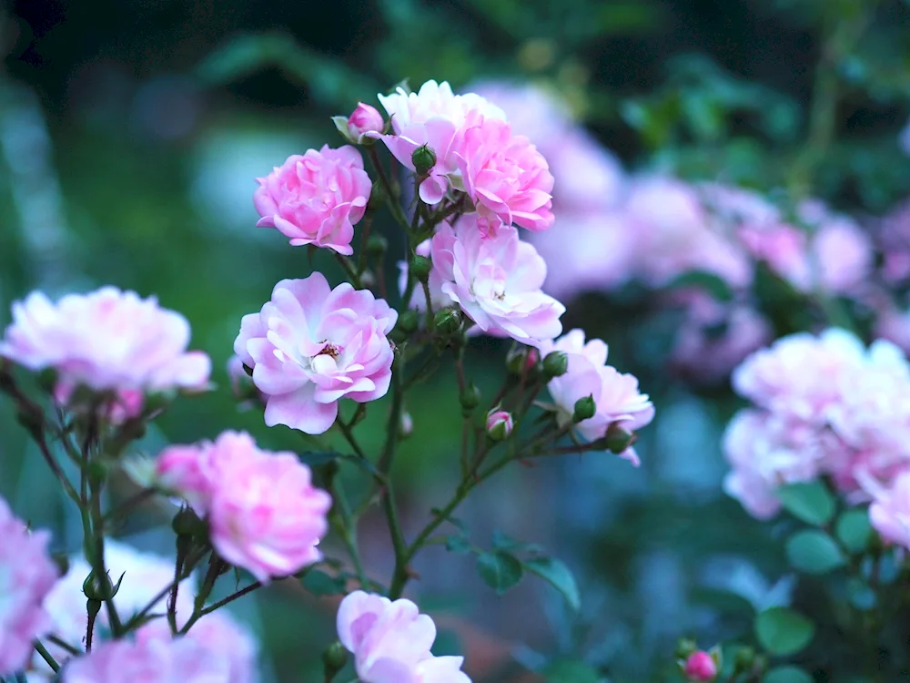 Rosey Huntington- Whiteley