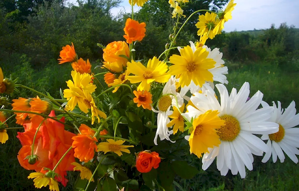 Roses and daisies