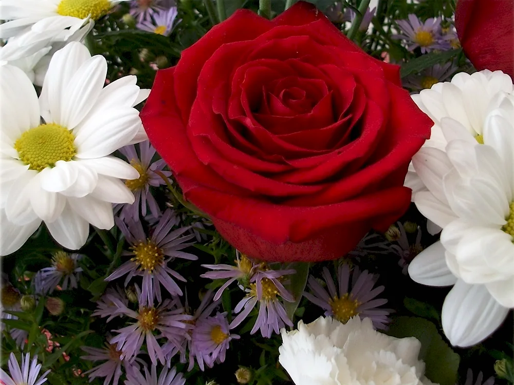 Roses and daisies