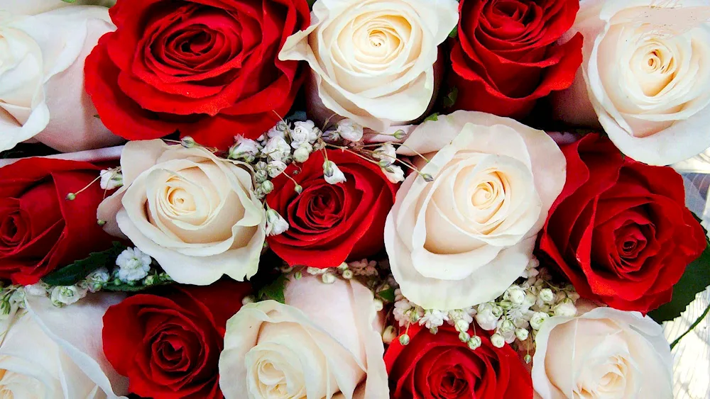 Rose flowers