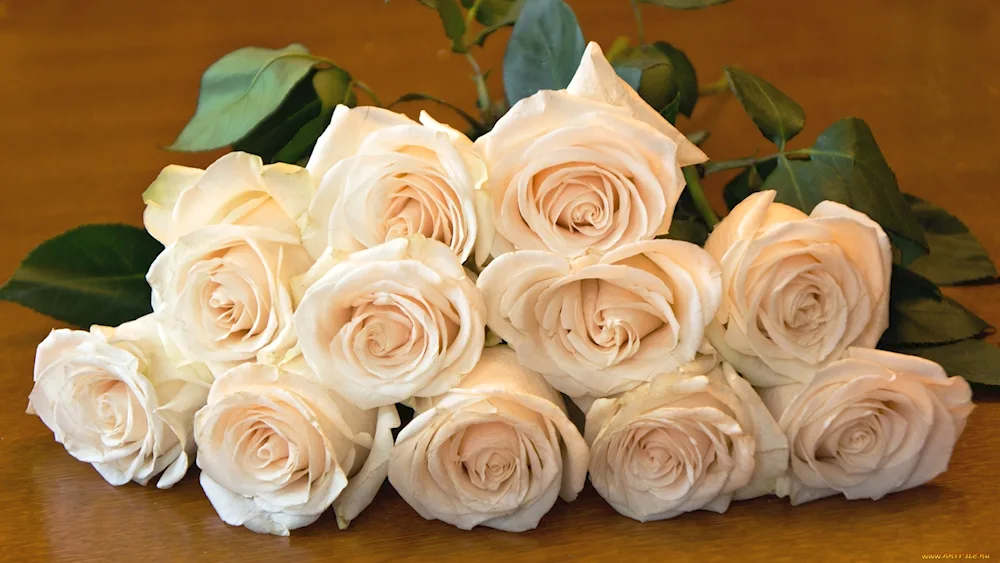 Rose flowers