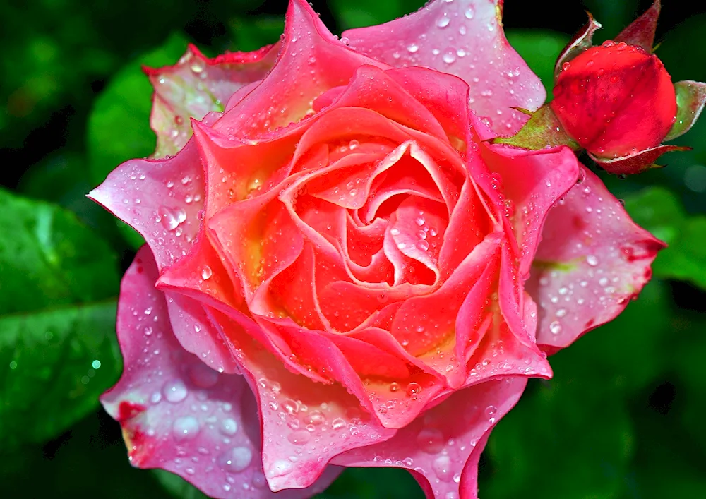 Large roses
