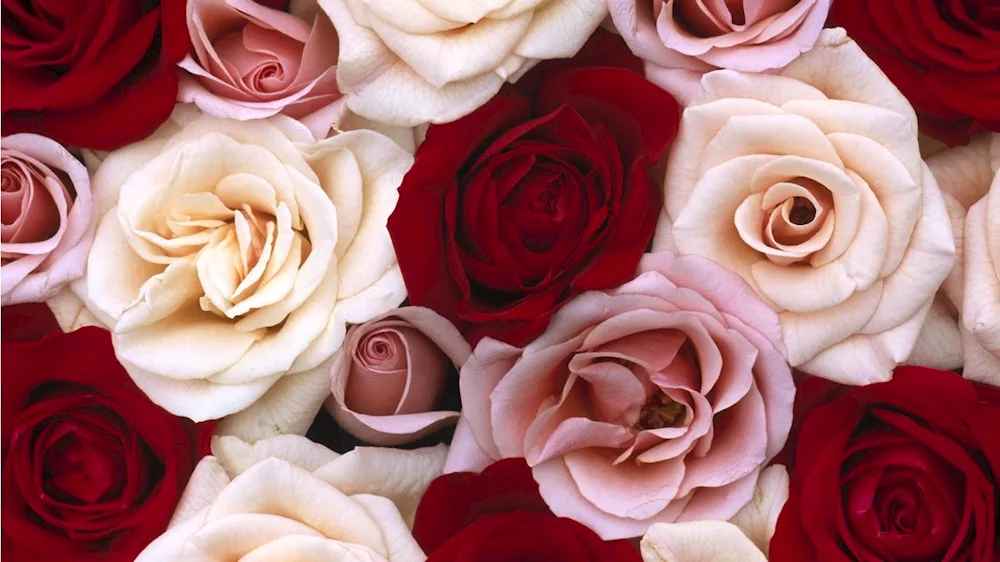 Large roses
