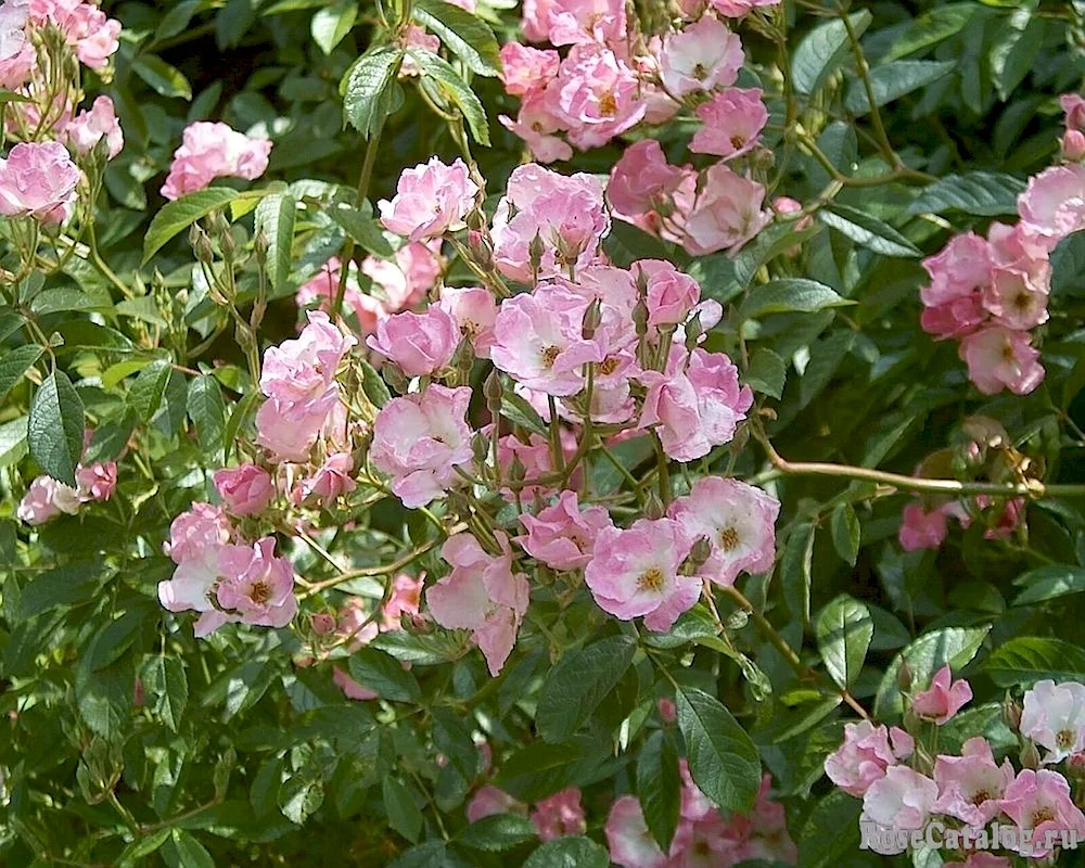 Rose Lens musk hybrids