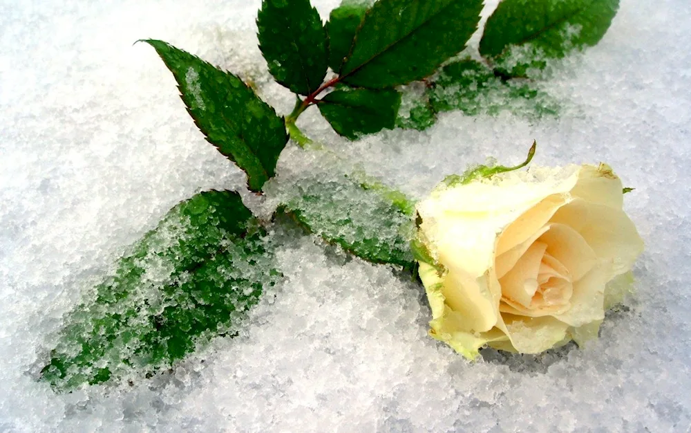 Rose roses on snow