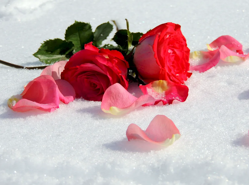 Roses in the snow