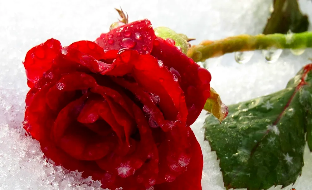 Roses in the snow