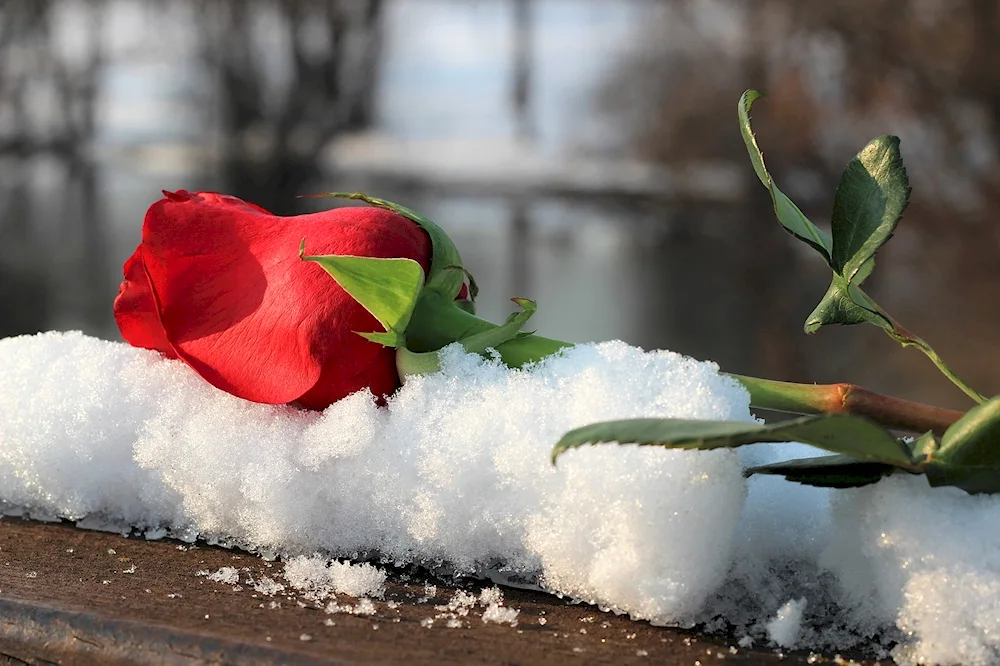 White roses in the snow