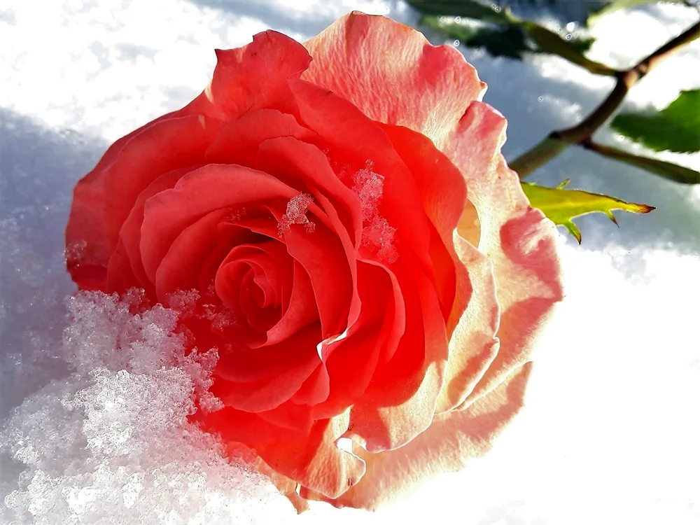 Rose roses in the snow