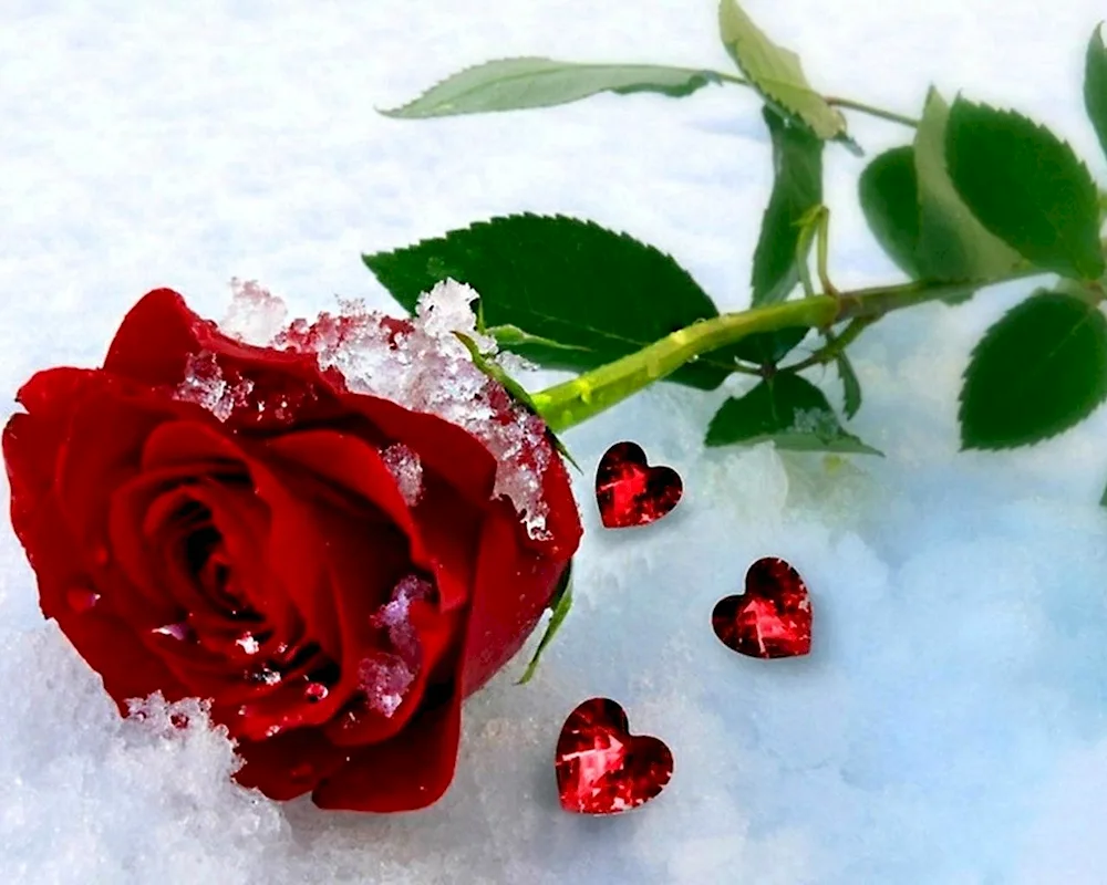 Winter roses in the snow