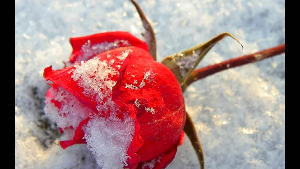 Roses in the snow