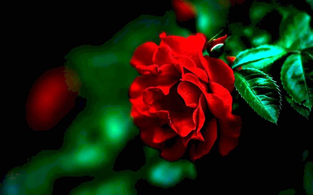 Roses on a dark background