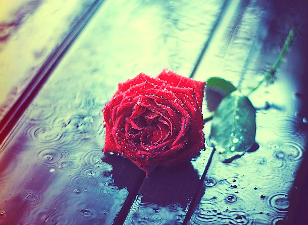 Roses in the rain