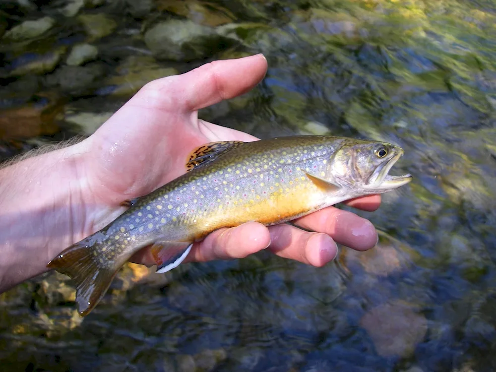 Rainbow trout fry