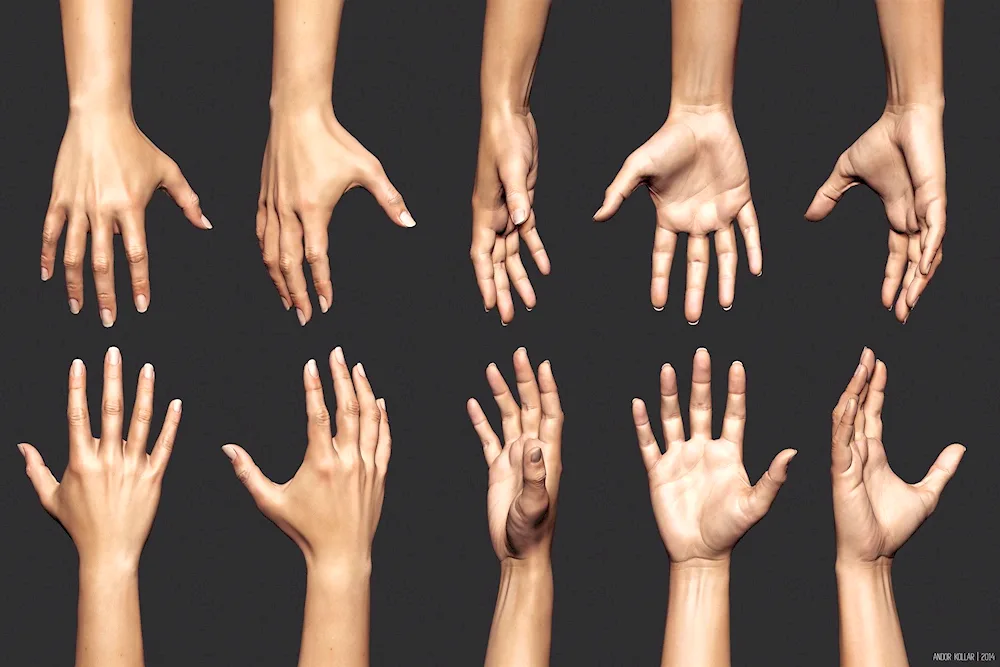 Hand reference 3d