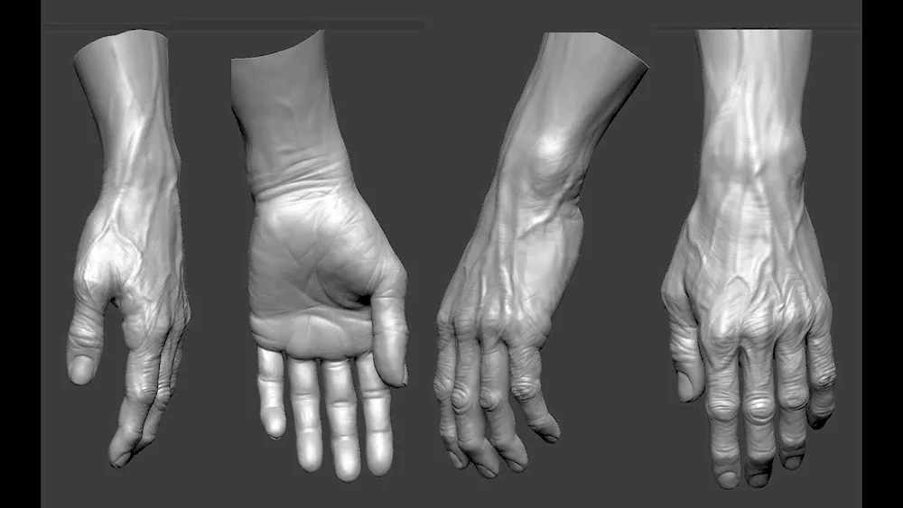 Human Hand Anatomy
