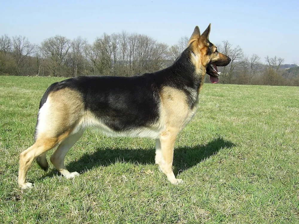 Eastern European sheepdog black European Shepherd