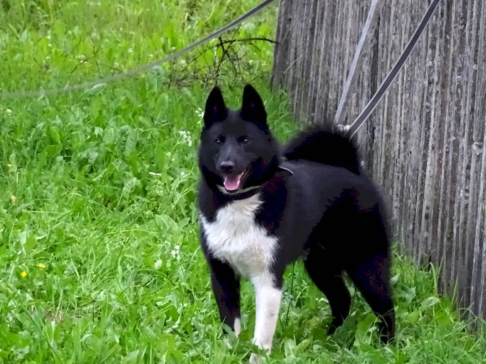 Rusko-European husky black. European husky