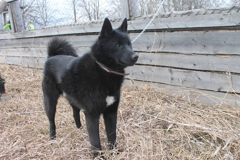 Rusko-European husky black