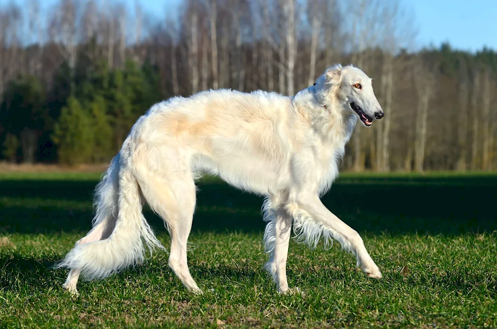 Russian greyhound dog wolfhound