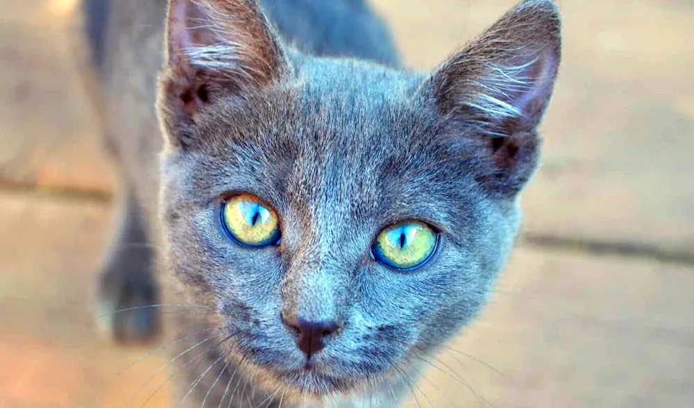 Russian blue cat