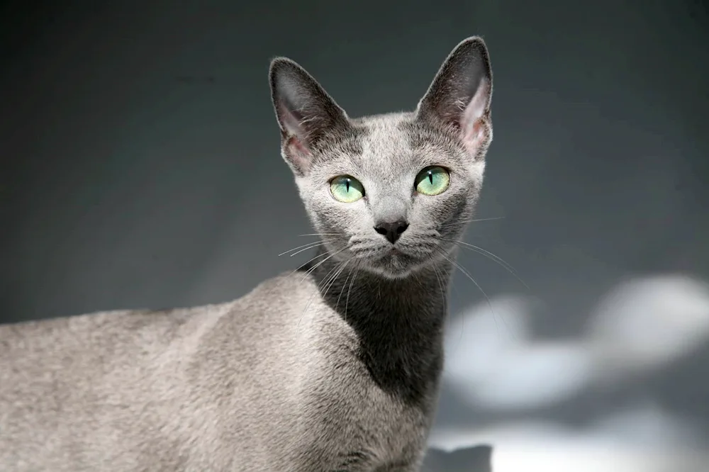 Korat cat breed