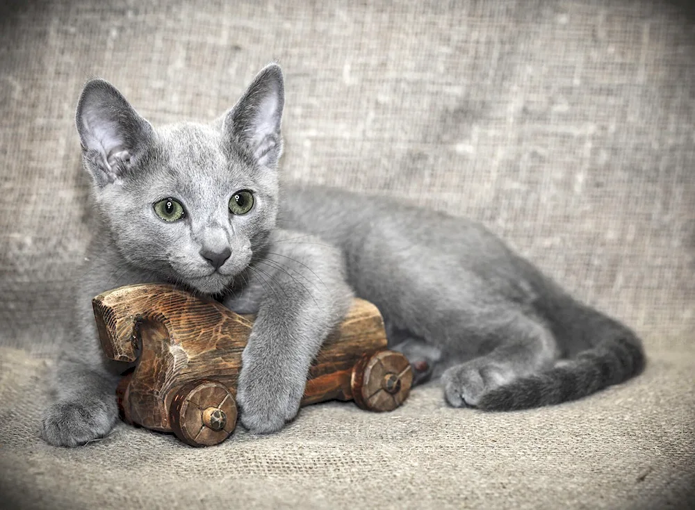 Russian blue cat