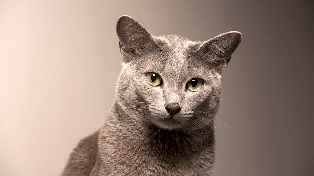 Russian blue cat