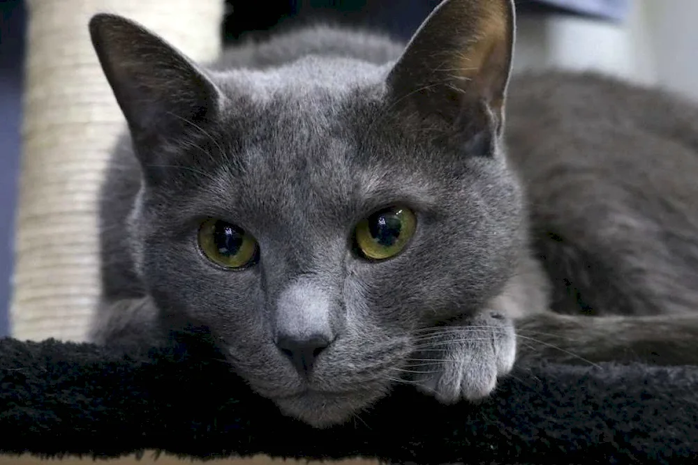 Siberian blue cat short-haired