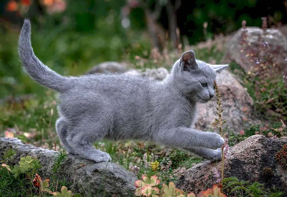 Siberian blue cat Shorthair