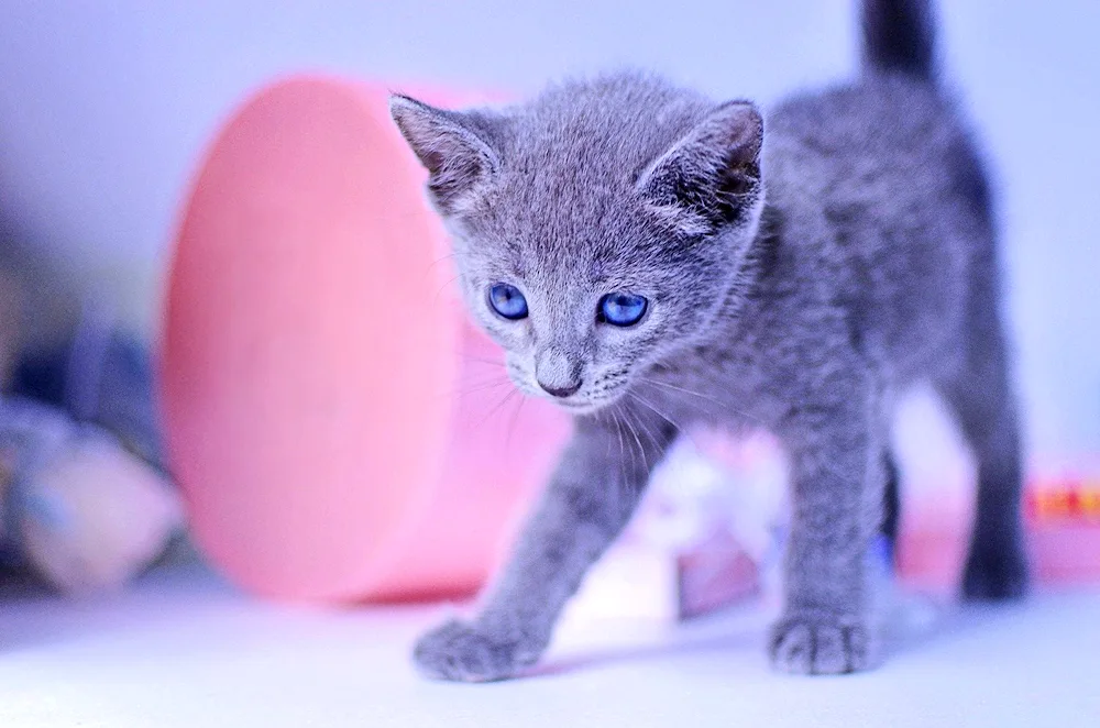 Grey British kitten