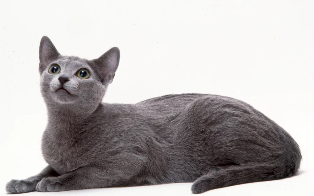 Siberian blue cat Shorthair