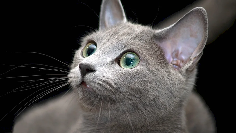 Russian blue cat