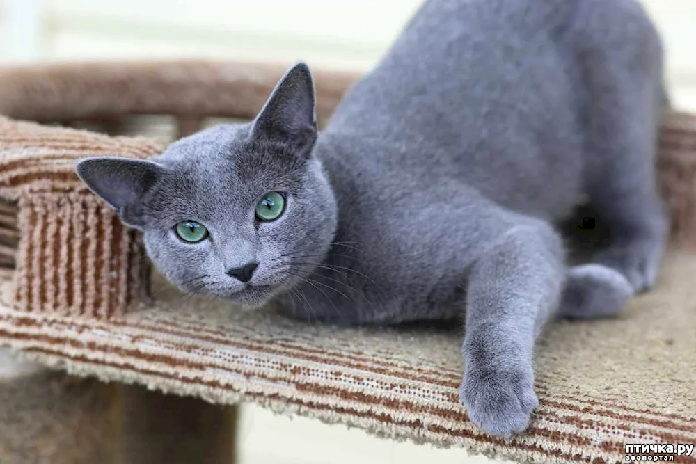 Russian blue cat