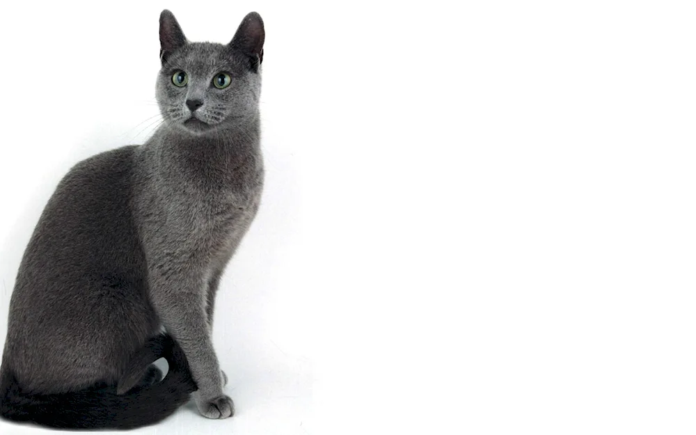 Russian blue cat