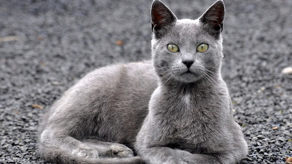 Siberian blue cat short-haired