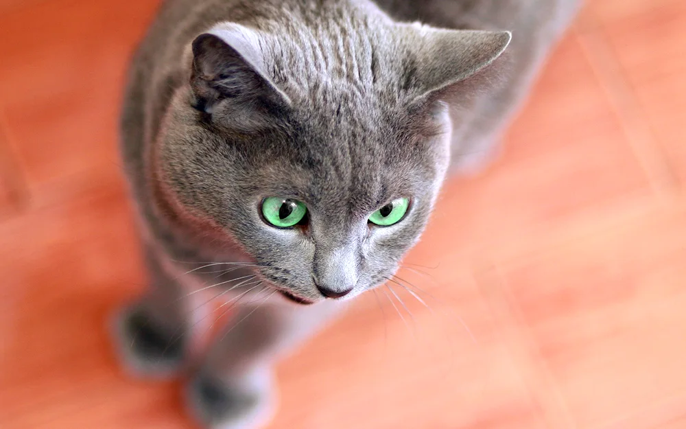 Russian blue cat shorthair grey