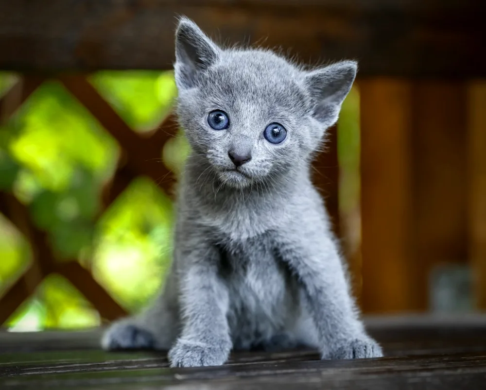 Cartesian cat long-haired