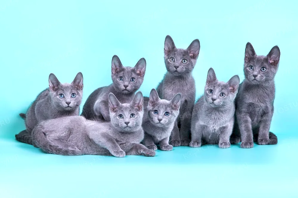 Korat cat breed