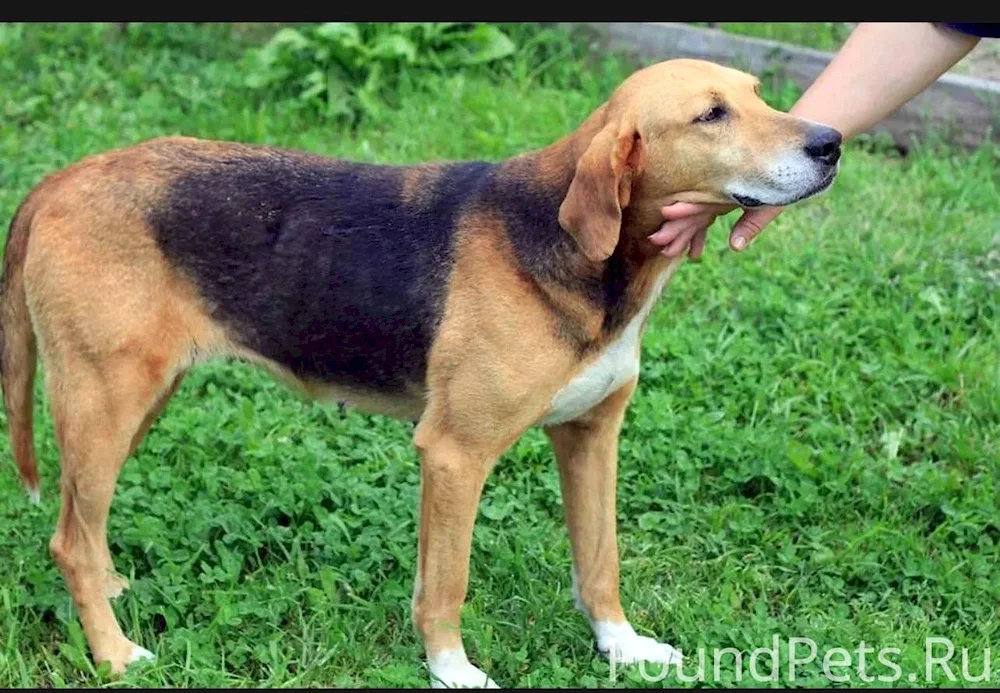 Russian pegaya hound